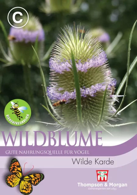 Wilde Karde - Dipsacus sylvestris, Vogelweide, Nektarquelle, Samen, 9037