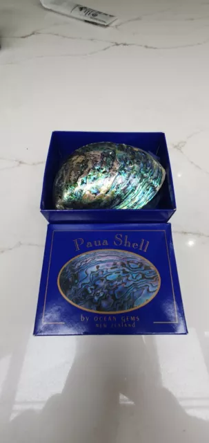 Large Paua Abalone Seashell Rainbow Green Sea Shell By Ocean Gems New Zealand