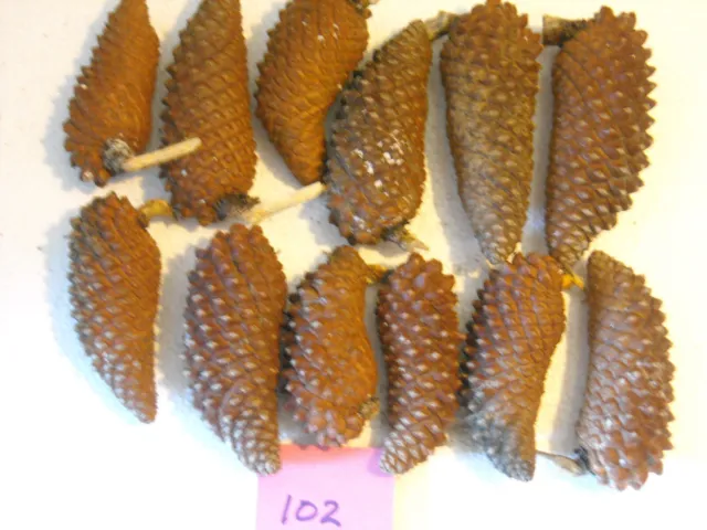 12 conos de pino de perillas pequeñas aprox 3"" a 4"" de largo principalmente chocolate