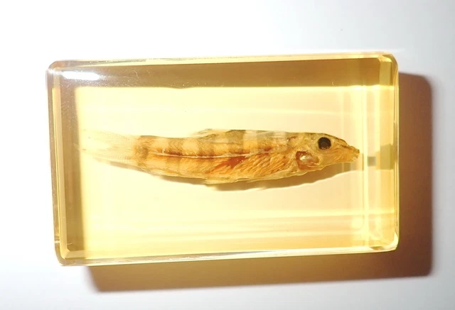 Black-Banded Fish Specimen in 60x35x18 mm Amber Clear Block 3 pieces Lot
