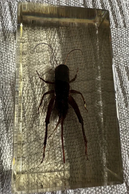 TAXIDERMY REAL BUGS / Insects In Clear Acrylic Block Resin Small ...