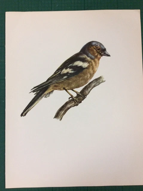 Vintage Book Plate Print The Chaffinch