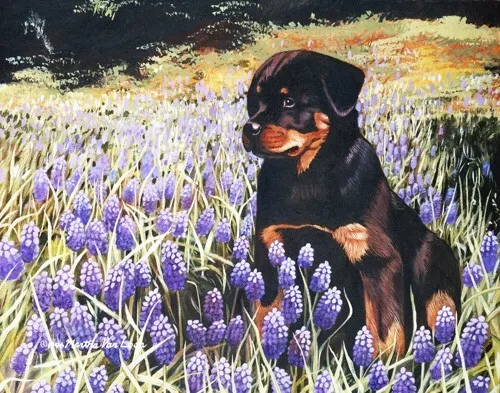 Rottweiler Limited Edition Giclee Art Print