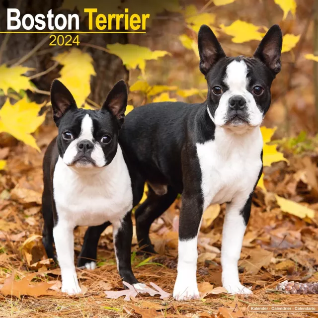 CALENDRIER 2025 BOSTON TERRIER EUR 15,90 PicClick FR