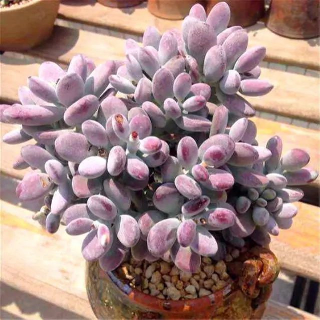 Cotyledon Orbiculata Cv Round Leaf From - 3 Pcs Cuttings Succulent 3