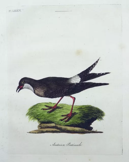 1785 John Latham - Synopsis - AUSTRIAN PRATINCOLE - hand coloured engraving