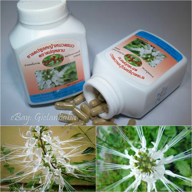 CAT’S WHISKERS Java tea, Orthosiphon aristatus, Kidney Stones, 100