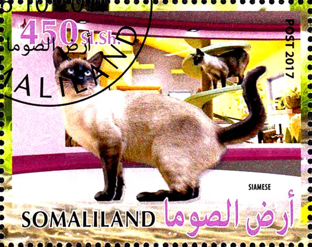 Tier Haustier Katze Siamkatze Siamese Rasse Rassekatze Thailand Asien / 199