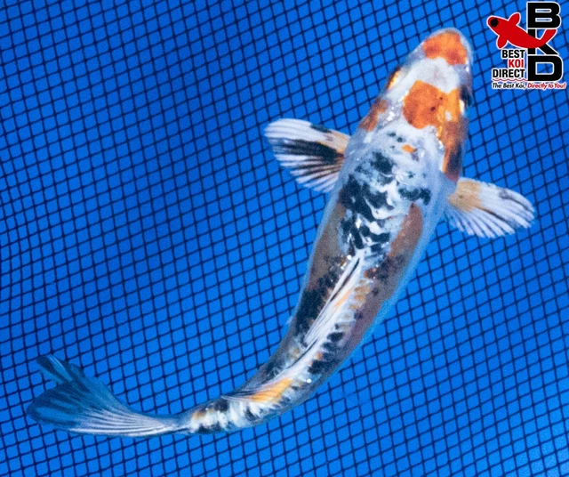 5" DOITSU YAMATONISHIKI Live Koi Fish Garden Pond Fin BKD T8