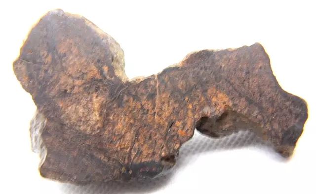 Nwa 15027 Mesosiderite Meteorite ~ 70 Gram From Outer Space 2