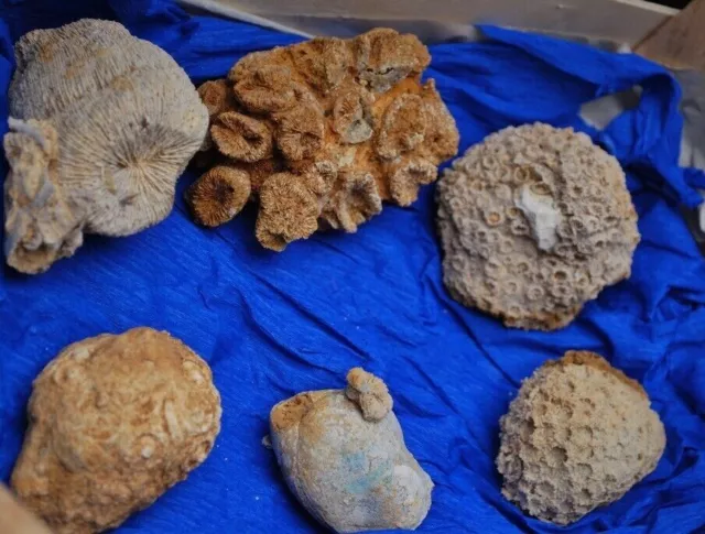 Kleine Fossiliensammlung "Nattheimer Schichten" mit Korallen und Seeigel 2