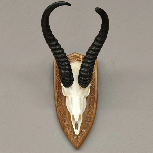 Gacela Antílope Trofeo de Calavera En Escudo de Trofeo Hl 36 CM Decoración De
