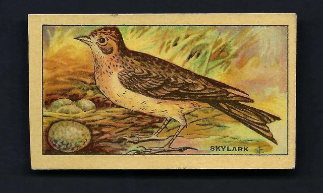 Thomson - British Birds And Eggs - Skylark