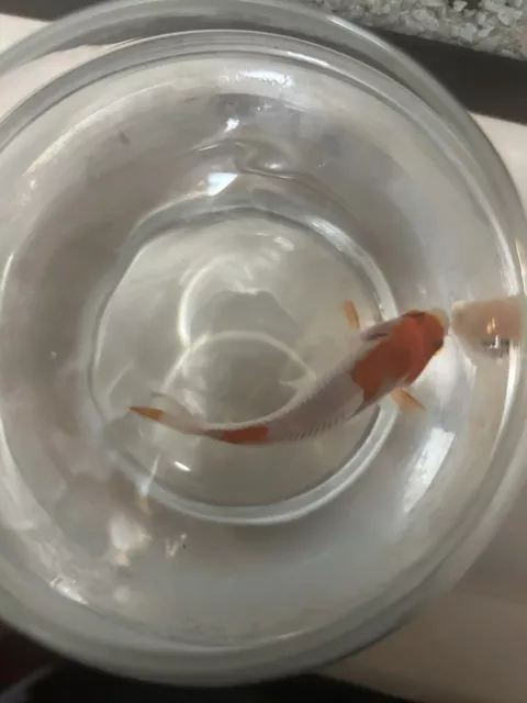 Toledo Goldfish LIVE Sarasa Comet Goldfish 4pack 2-3in 11/11/23