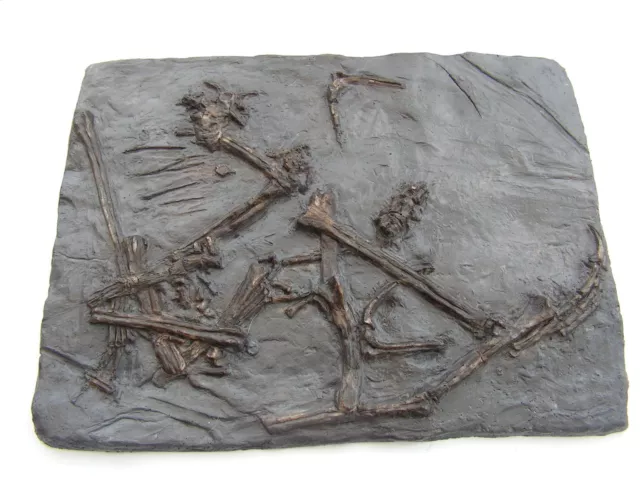 FOSSILS REPLICA Jurassic Pterosaur bones DIMORPHODON - 1st time ever Mary Anning 2