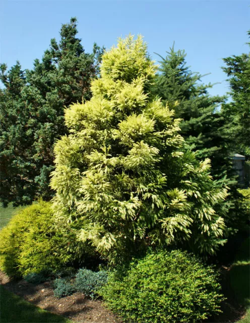 Cryptomeria japonica "sekkan sugi"  ( Amazing plant !!!!)