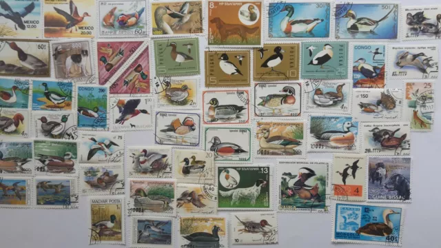 Ducks Stamps Collection - 25 & 50 Different Stamps
