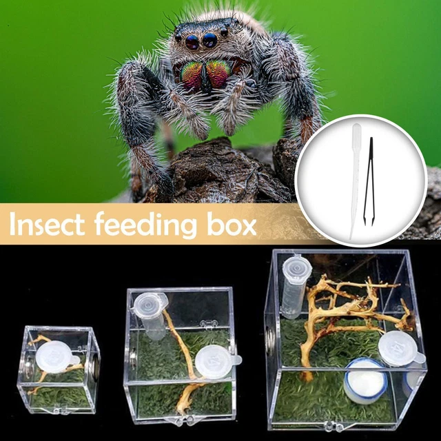 Jumping Spider Habitat Acrylic Breeding Box Cage For Spiders Small Insects N9F6