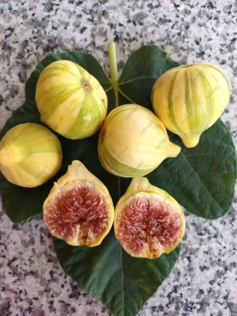 2 x “Panache Tiger” Fig cuttings  from Cyprus