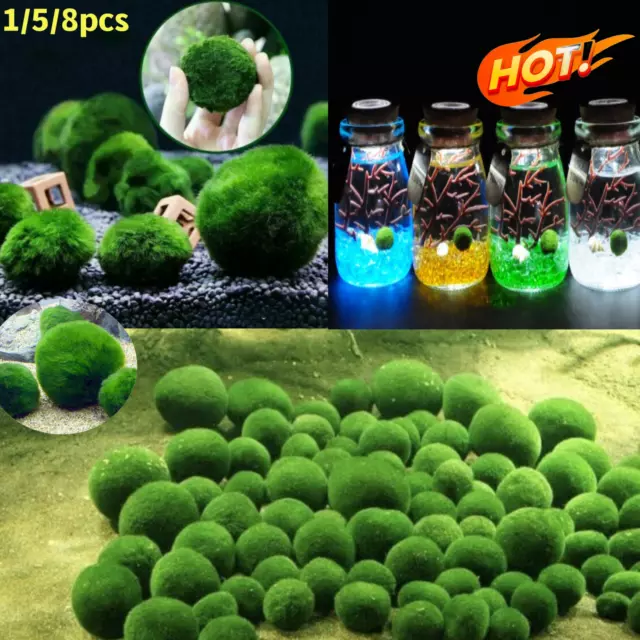 Marimo Moss Ball Cladophora Live Aquarium Plant Fish Aquarium Decoration UK