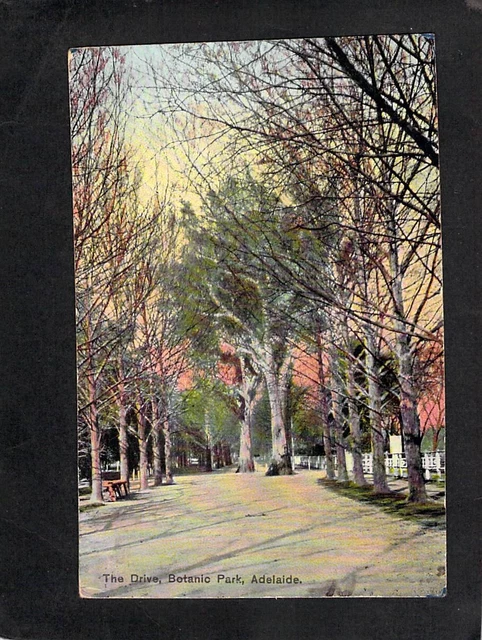 C7534 Australia SA Adelaide The Drive Botanic Park pu1908 vintage postcard