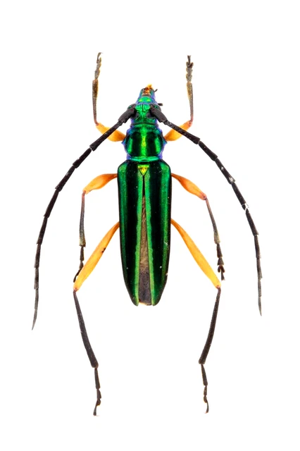 Cerambycidae Sp. Jul803  18Mm (Body) Ec