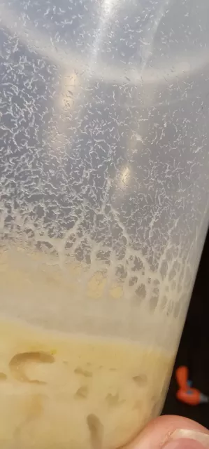 MICROWORM Culture - Live Food for Fry, Guppies, Bettas, Neon Tetras
