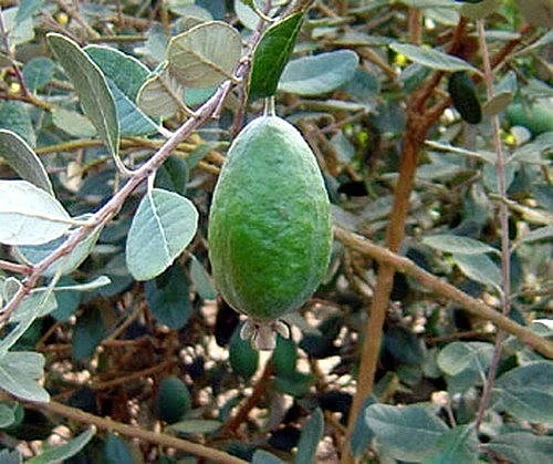 Pineapple Guava (Feijoa sellowiana 'Nazemetz') Tropical Fruit Trees