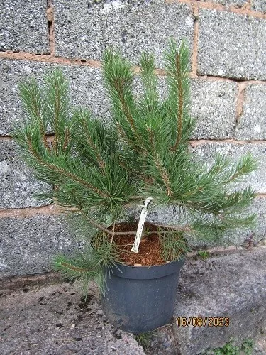 Pinus mugo gnom 10L 55-60x60cm, BANK HOLIDAY OFFER ends MONDAY