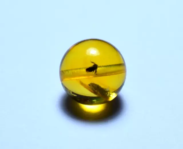 Insect Fossil Bead In Dominican Amber 9.58 mm (0.4 g) a1980