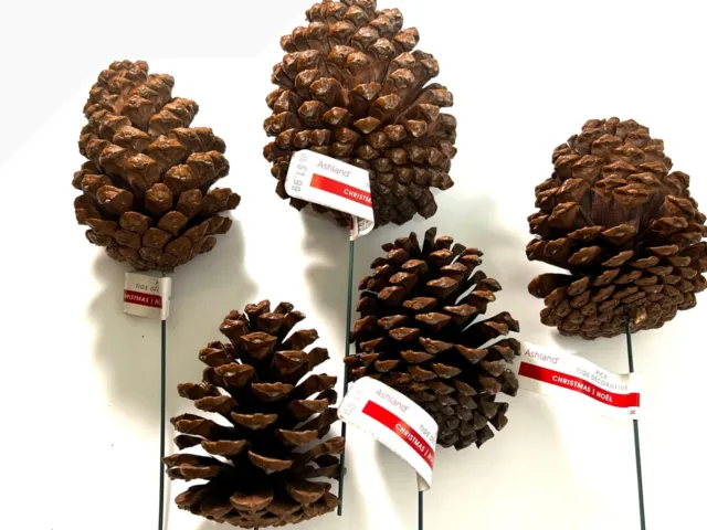 Selecciones de cono de pino de ceniza decoración navideña