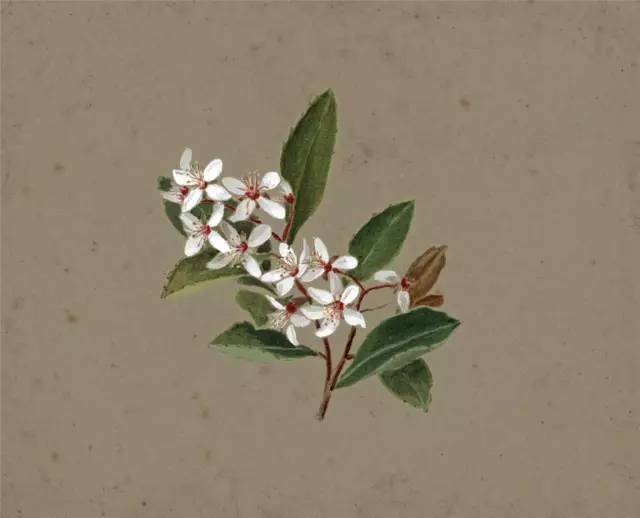 Kalmia Floral Still Life Flowers Study - Watercolour Painting - 19th Century