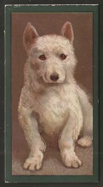 Taddy-Dogs 1900-#40- Roseneath Terrier