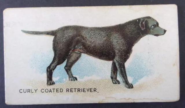 Cigarette Card Goodwin & Co 1890 Dogs of the World