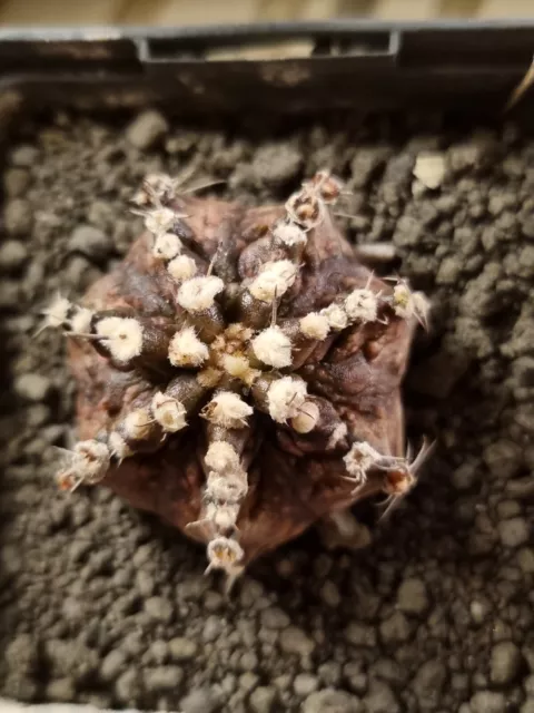 Gymnocalycium cv t rex thai very rare lobivia hybrid astrophytum ariocarpus