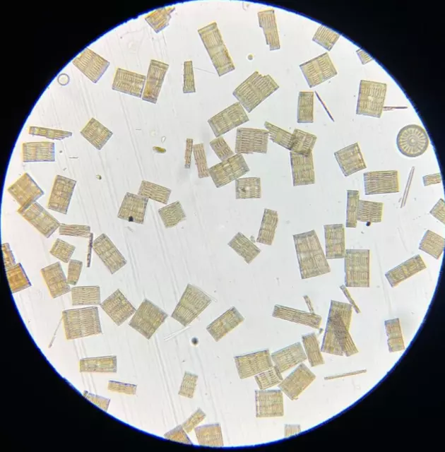 19th c J.D. Moller Microscope Slide Diatom Greece Rhabdonema Adriaticum Kg.