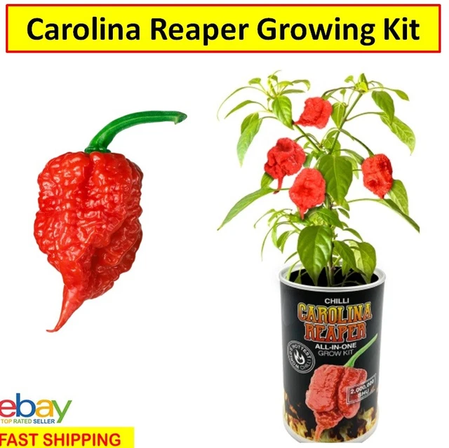 CAROLINA REAPER CHILLI Seeds World's Hottest Chilli Growing Kit Gift