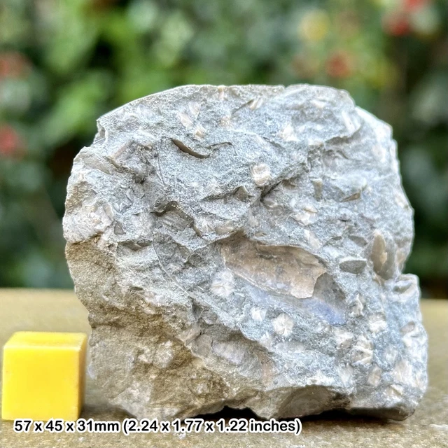 Fossil Crinoid and Shell Block, Thorncombe Beacon, Jurassic Coast, Dorset