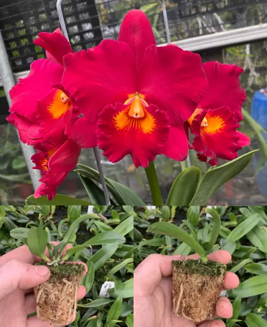 RON Cattleya Orchid Rlc. Paradise Ruby 'Red' MERICLONE 50mm Pot Size