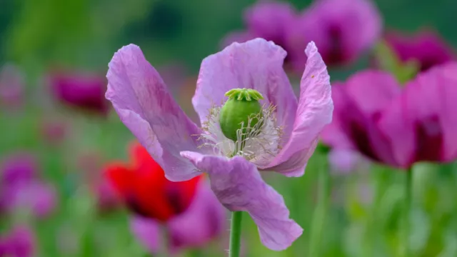 MOHN Blumenkerne THE GIANT' - P SOMNIFERUM GIGANTEUM 100 Samen rosa