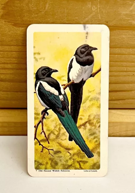 Vintage Songbird Trading Card Black Billed Magpie 1966 S9N16 Brooke Bond Tea Co