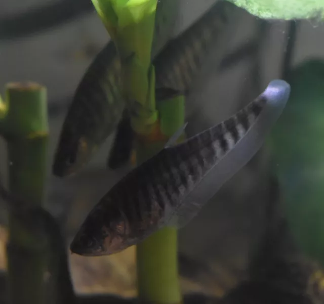 Live Clown Knife Fish (3" Freshwater Aquarium Fish) *PLS READ DESCR*