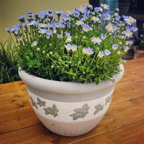 NUOVO! 30+ FELICIA, gli azzurri blu margherita fiore semi/ANNUALE
