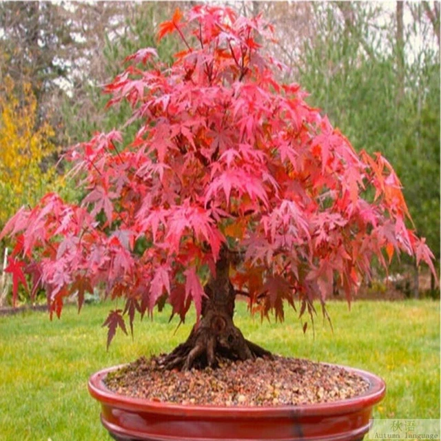 RED JAPANESE MAPLE, Acer (Palmatum atropurpureum) 20 Tree Seeds Bonsai