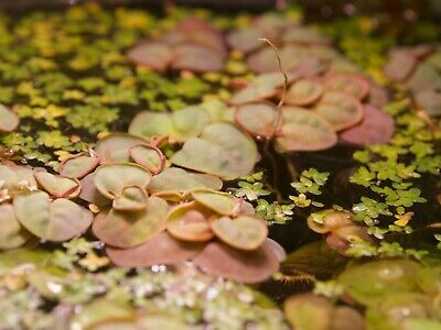 Red Root Floaters (Phyllanthus Fluitans)  - Live Floating Plant