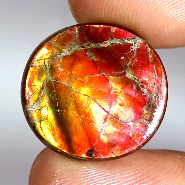 (18 X 19 X 03 MM Größe) 13.05 Cts. Natürlich Ammolith Oval Cabochon Lose