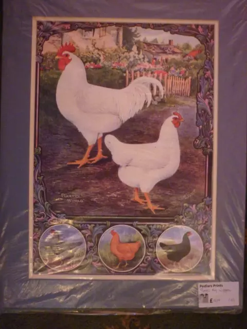 Plymouth Rock montage chicken poultry reproduction print mounted for framing