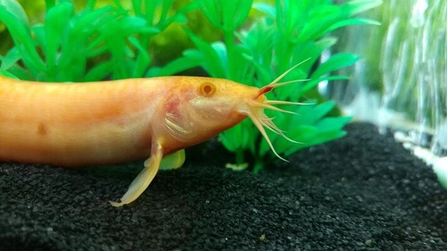 3 Golden Dojo Loach (2.75"-3.5") Live Fish 2Day Fedex shipping
