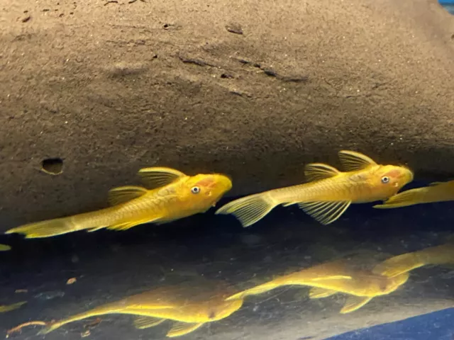 BLUE EYE LEMON YELLOW L144 Bristlenose Plecostomus 1-1/2 inch+ (2 Pack) LF Genes 6