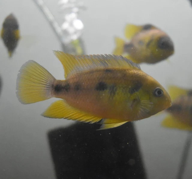 Live Gold Convict Cichlid (3.5-4" Rare Juvenile Freshwater Aquarium Fish)